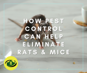 How Pest Control Can Help Eliminate Rats and Mice