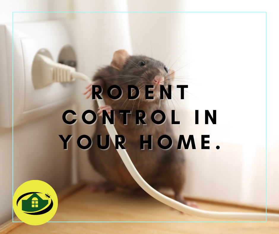 The Hidden Threat: Understanding the Importance of Rodent Control in Your Home.
