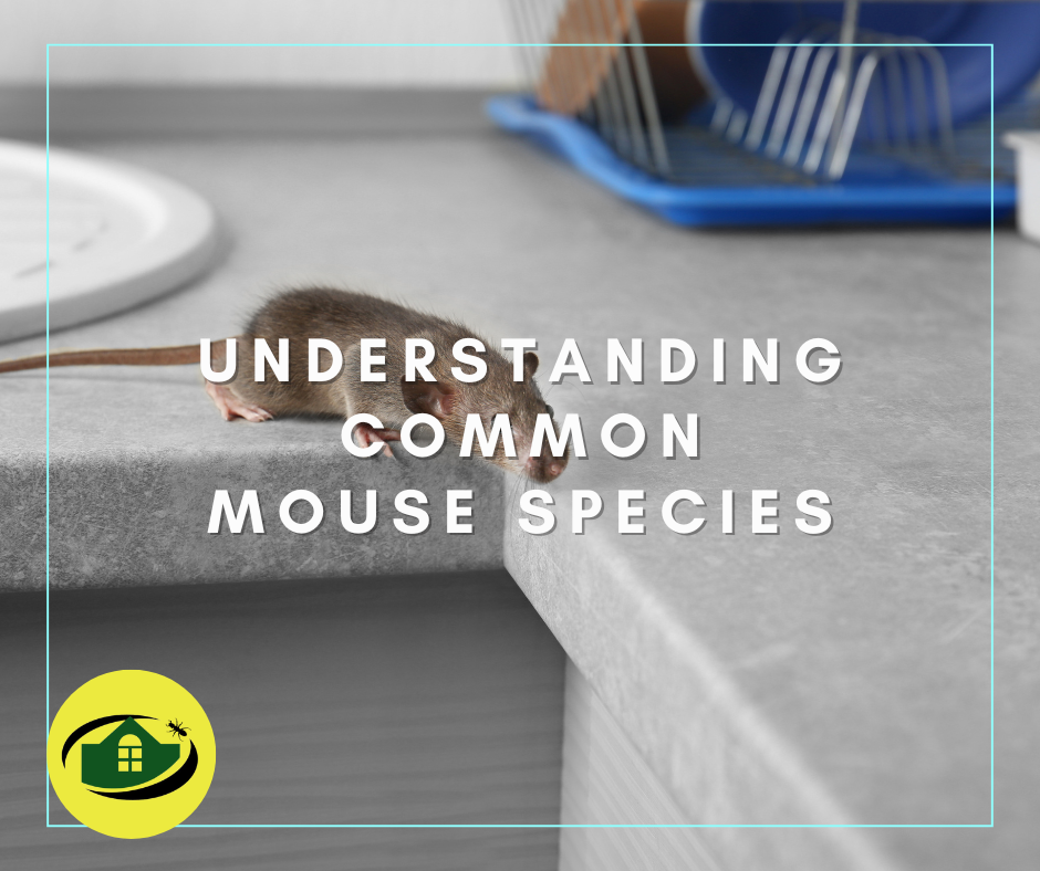 Understanding Common Mouse Species